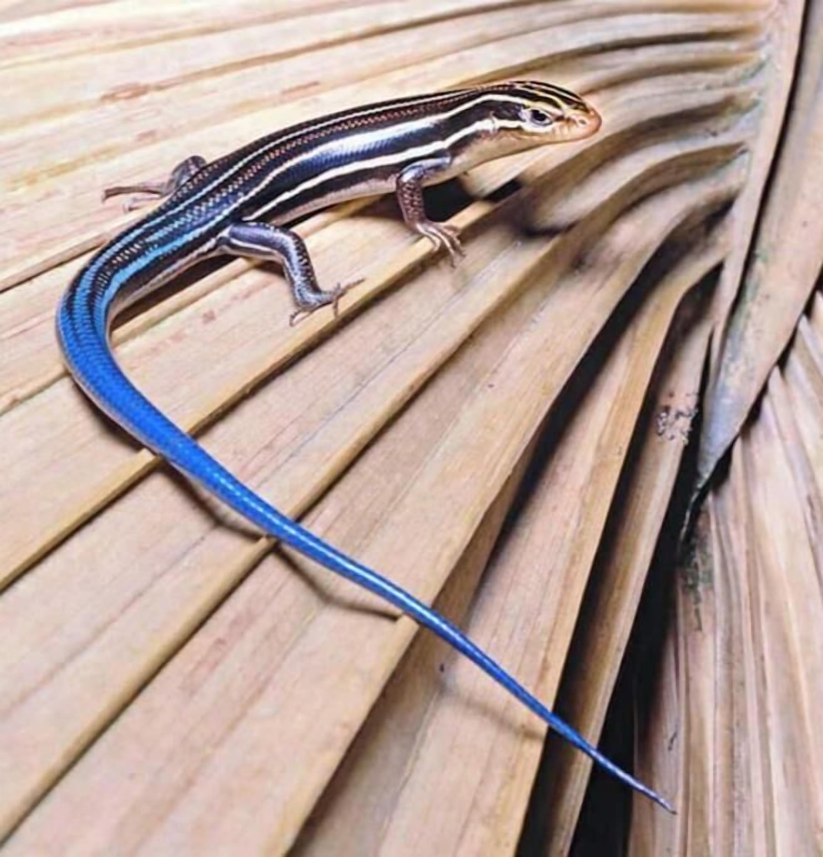 Un gecko sur une surface en bois.