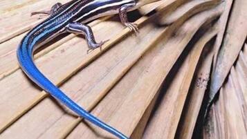 Un gecko sur une surface en bois.