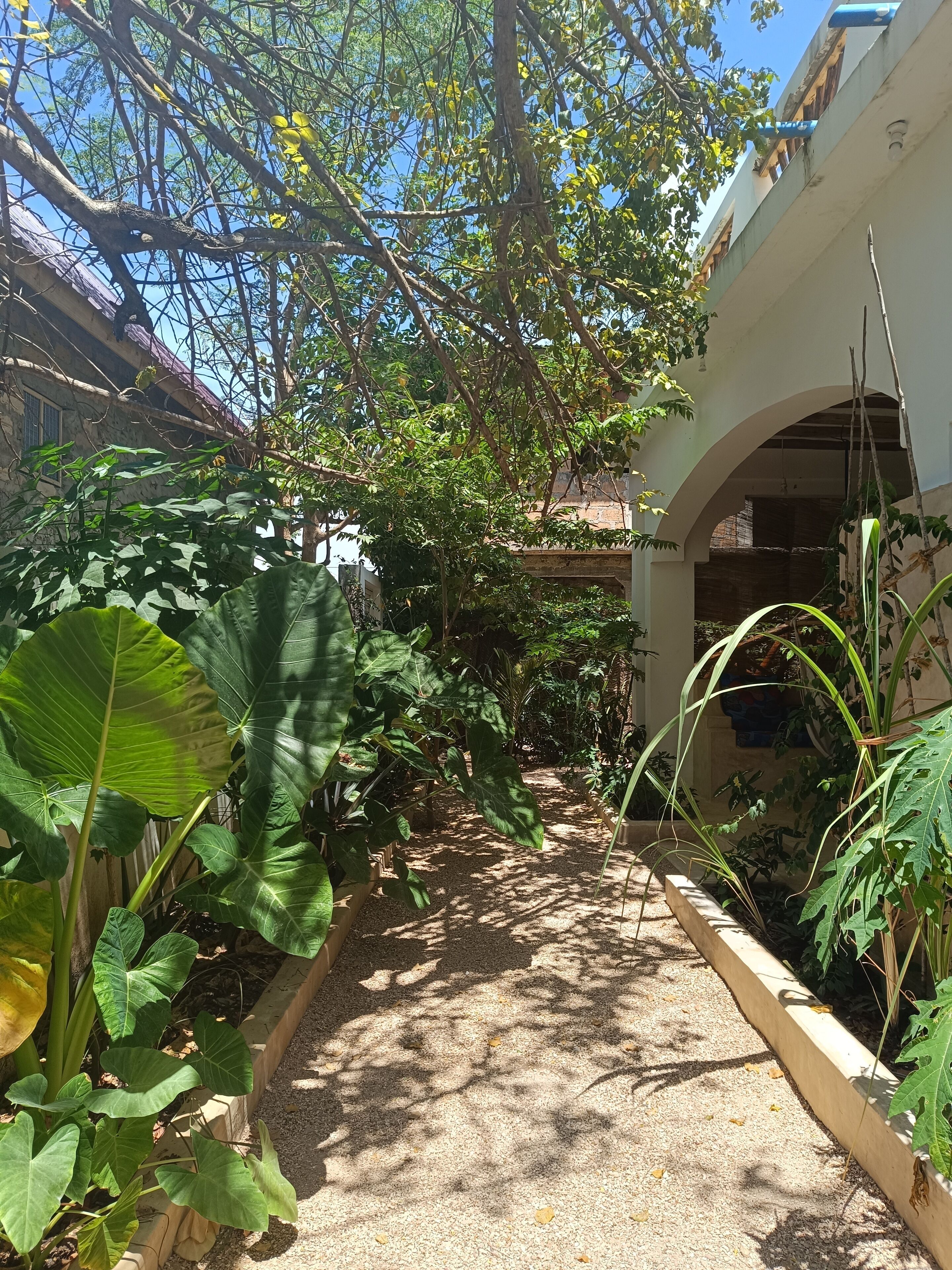 A garden pathway with large-leafed plants and a stone wall on one side.