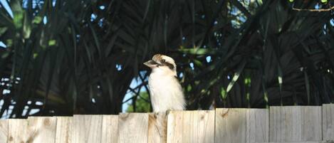 Regular Visitor