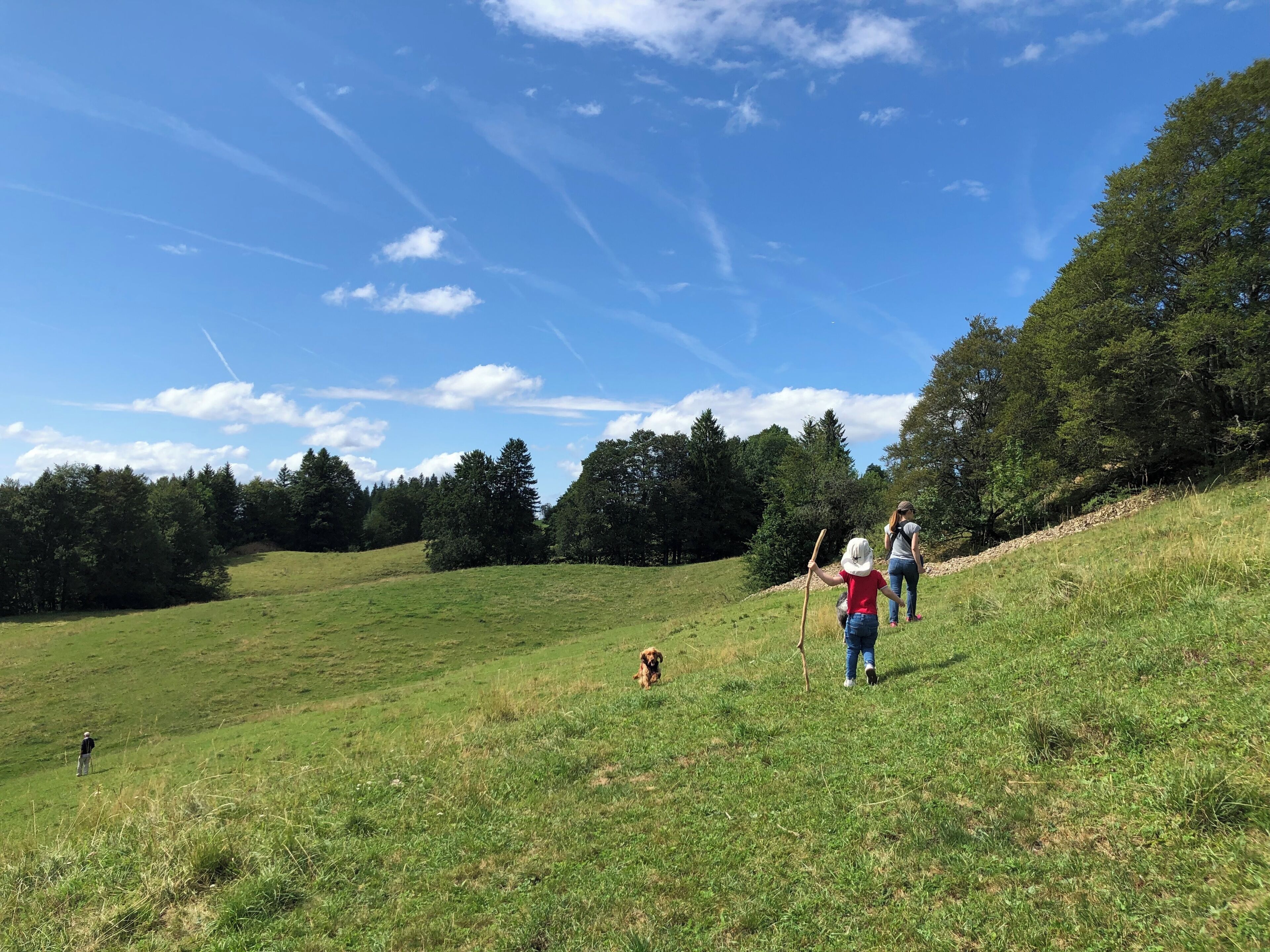 A grassy field with trees and a clear sky.
