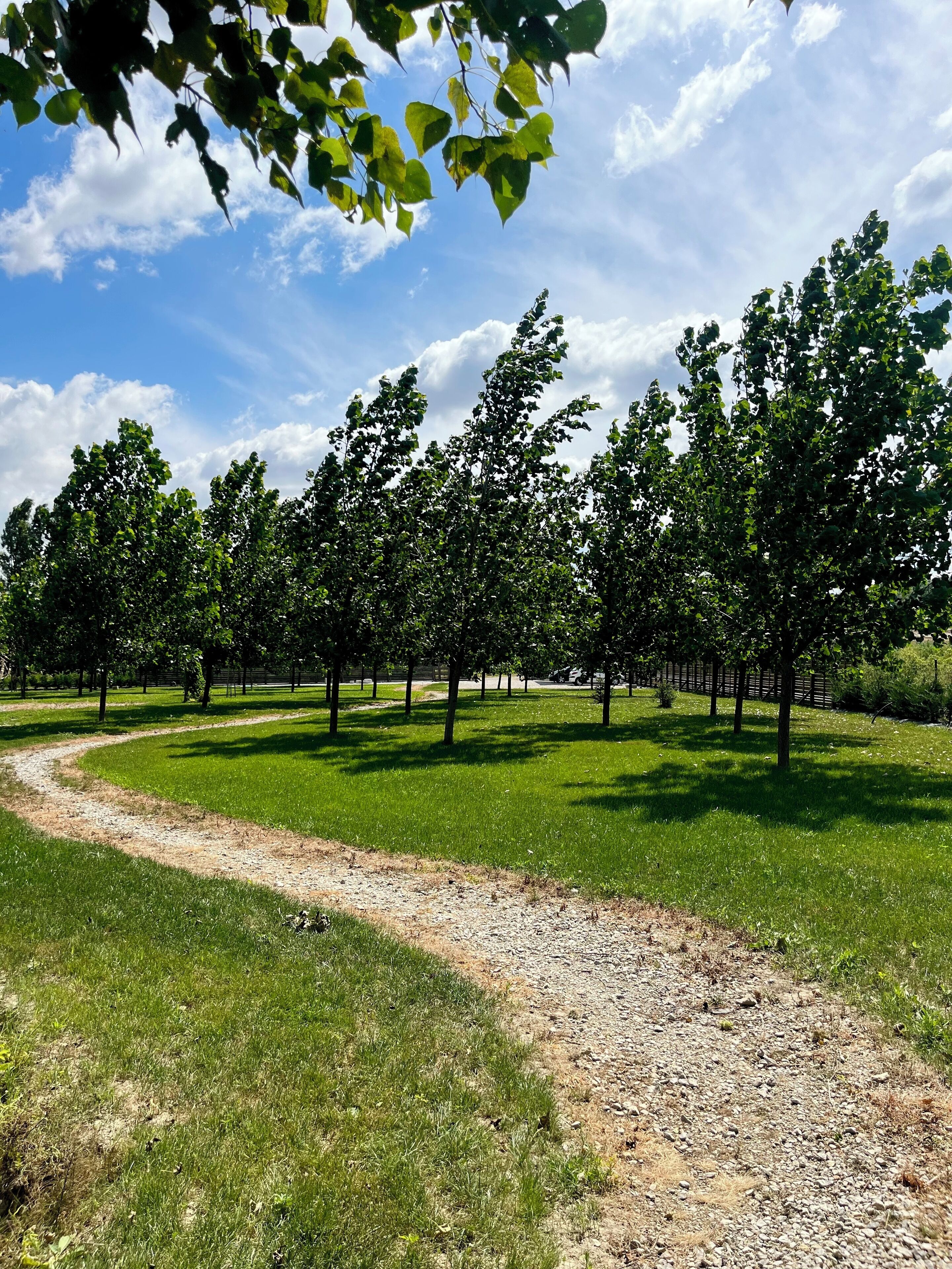 A pathway leading through a park with trees and a clear sky.