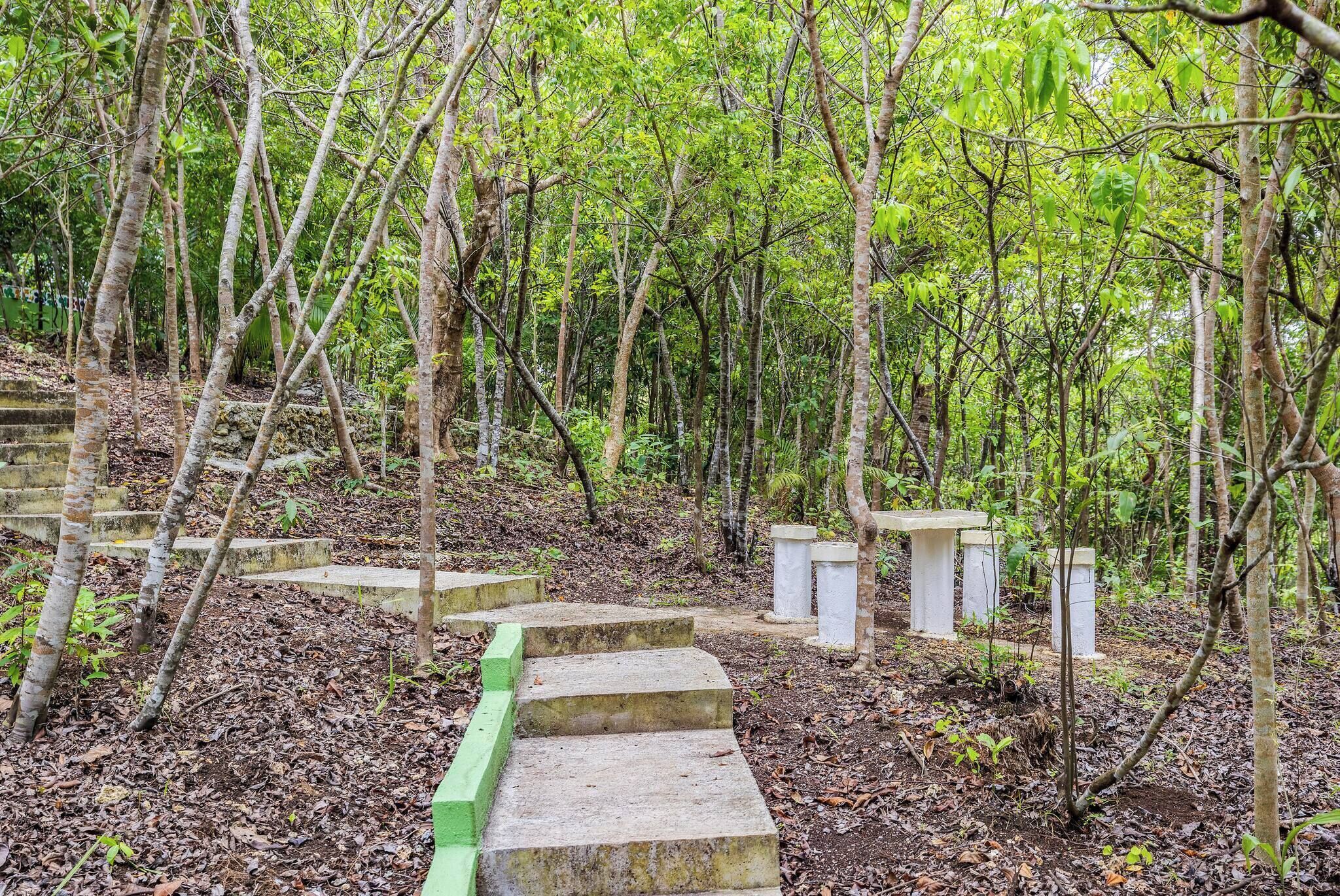 A forested area with a stone staircase leading up a hill, surrounded by trees and greenery.