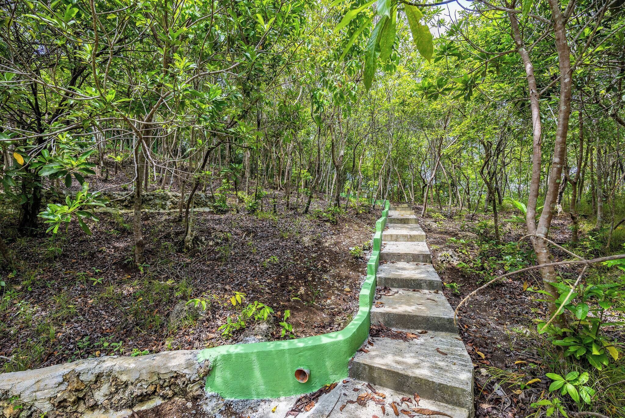 A concrete staircase surrounded by dense forest vegetation.