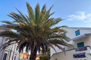A palm tree in front of a building with a sign indicating 'Apartments' and 'Rooms.'