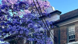 A vintage turquoise convertible parked in front of a brick building with a large purple flowering tree. - Balmain Village Retreat | Sleeps 5 | AC + Parking | City 3kms (Balmain)
