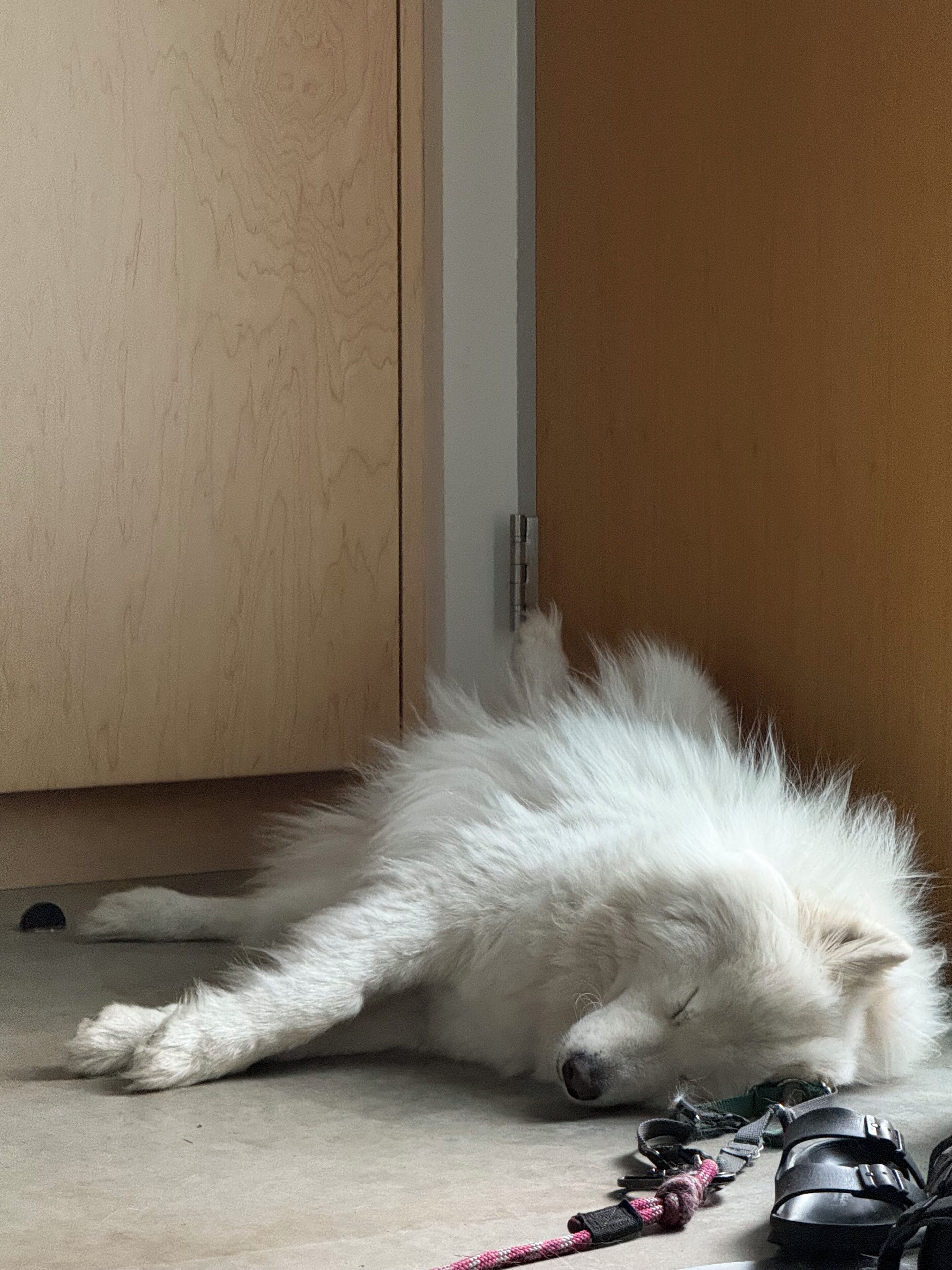A white fluffy dog sleeping on the floor next to a wooden cabinet.