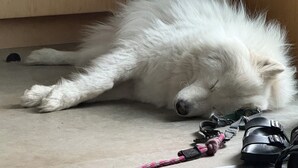 可攜帶寵物