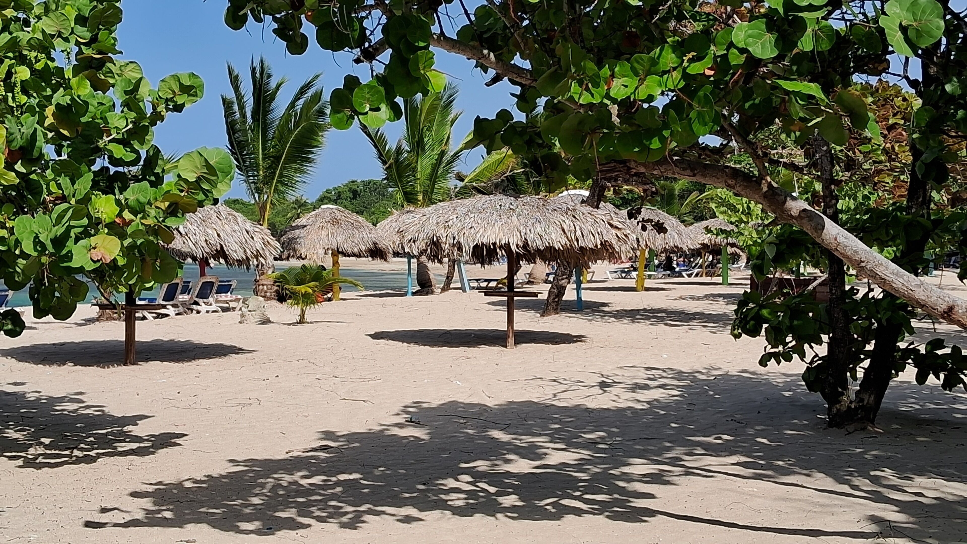 A beach with thatched umbrellas, lounge chairs, and palm trees.