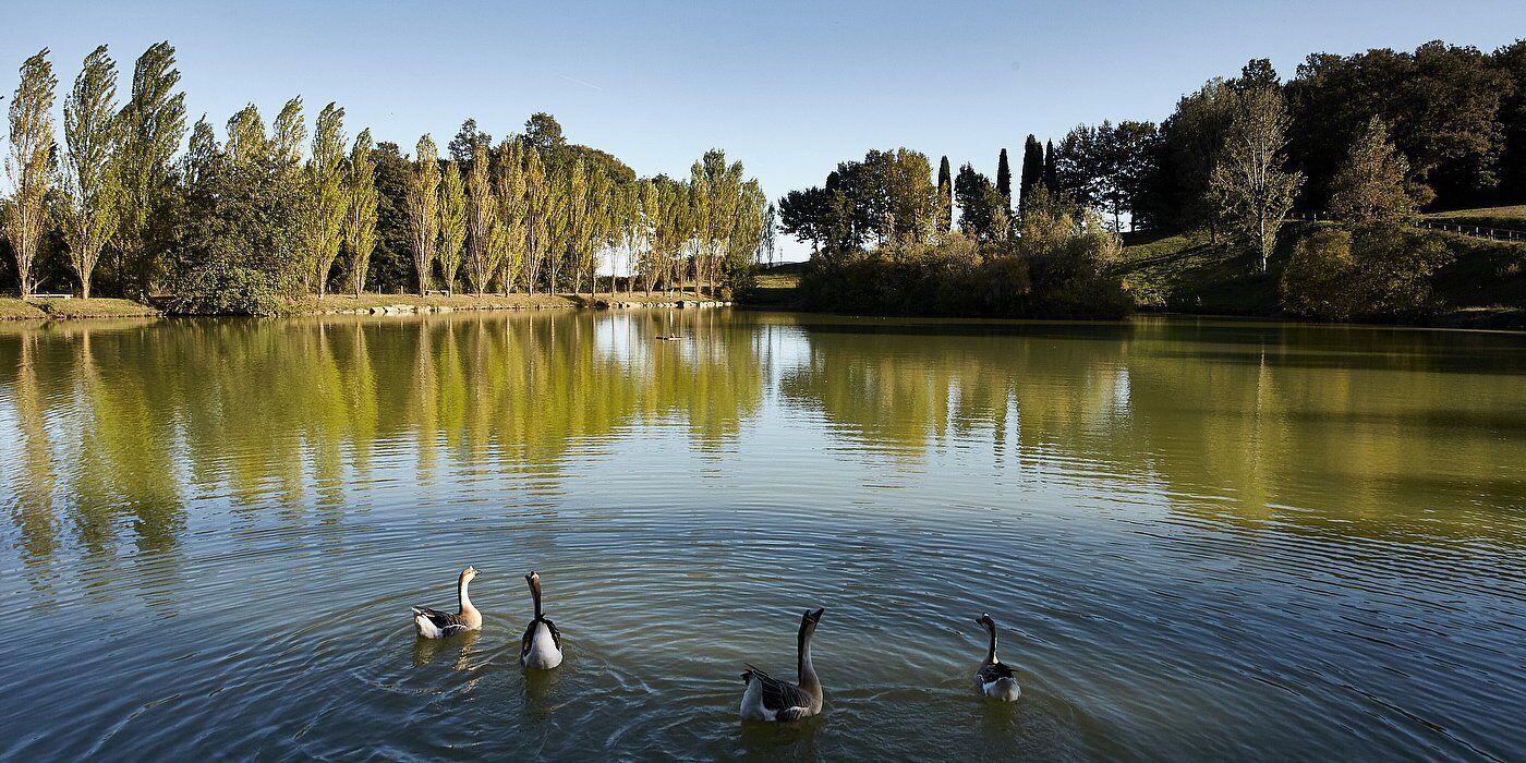 A calm lake with several geese swimming, surrounded by trees and a clear sky.