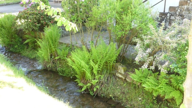 Ein Garten mit einem Bach, verschiedenen Pflanzen und einem Gebäude im Hintergrund.