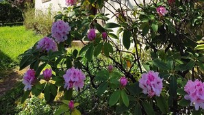 Ein Gebäude mit einem steinernen Bogen, einer weißen Fassade und blühenden rosa Blumen im Vordergrund.