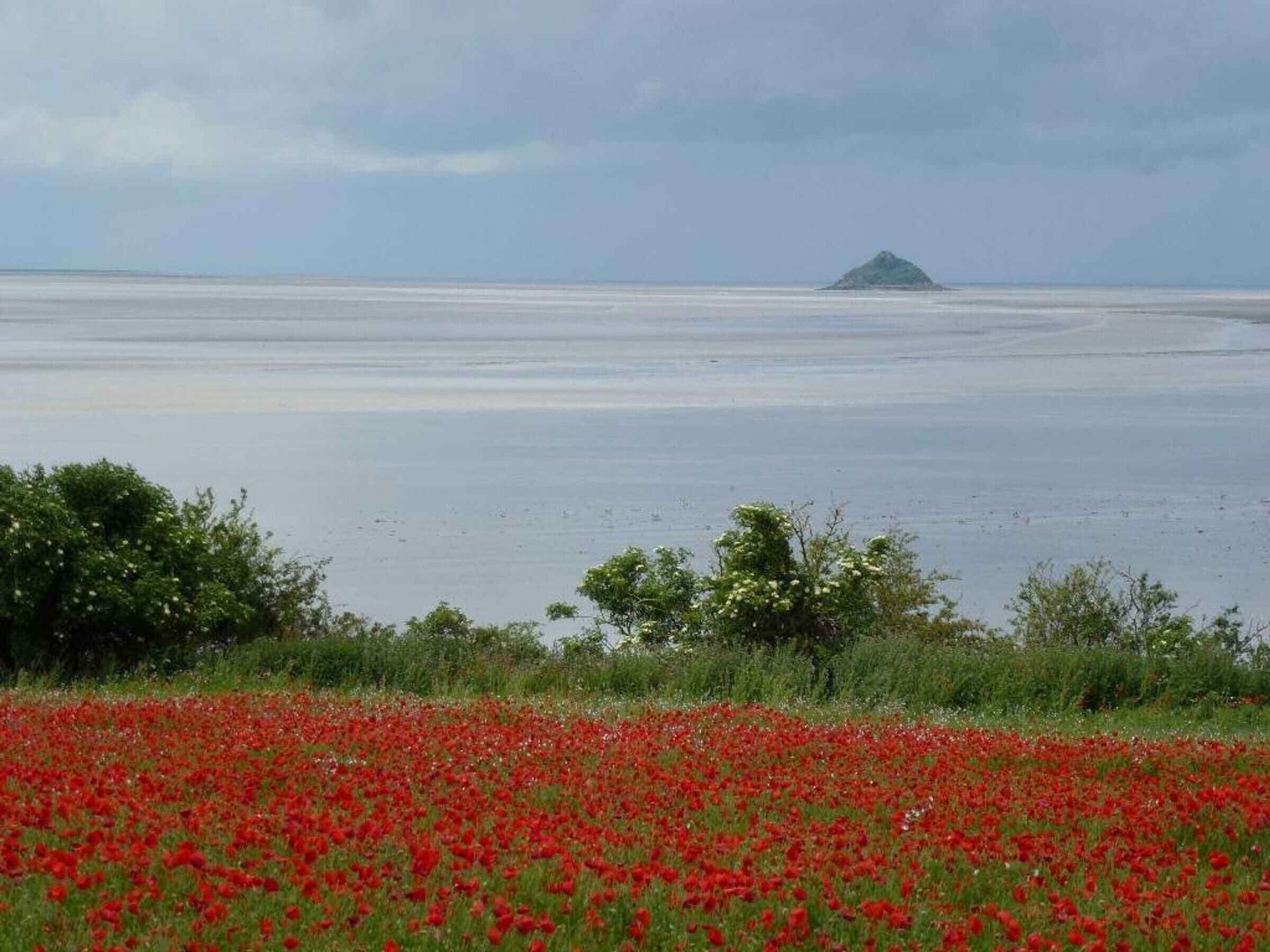 A coastal landscape with a field of red flowers in the foreground and a distant island.