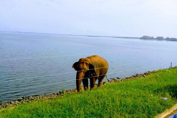 Un área verde junto a un cuerpo de agua, con un elefante cerca de la orilla.