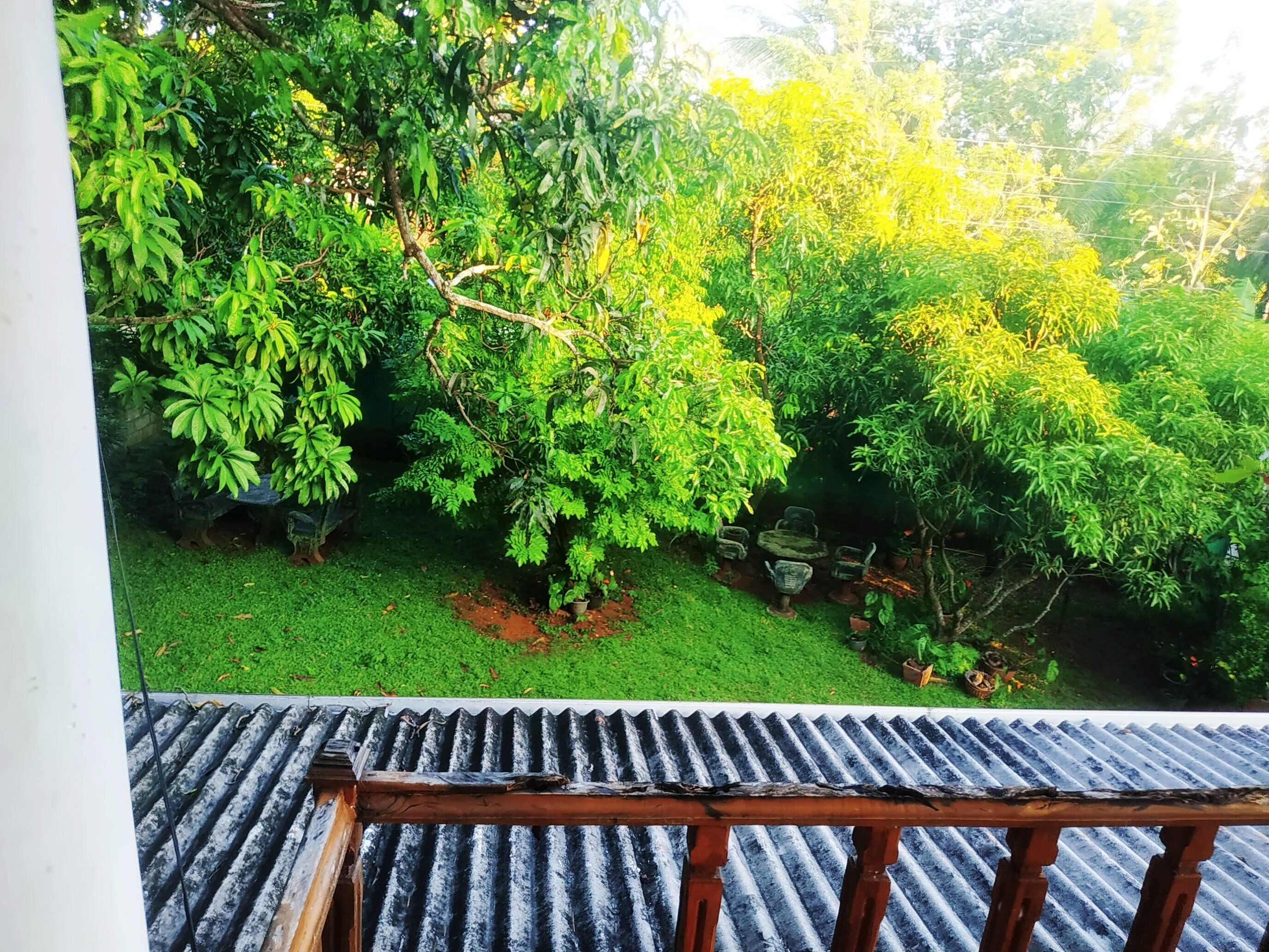 A garden with various trees and a metal roof structure.