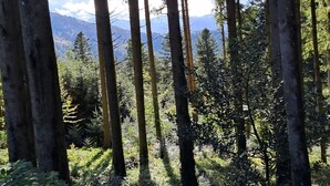 A dense forest with tall trees and a mountain range in the background.
