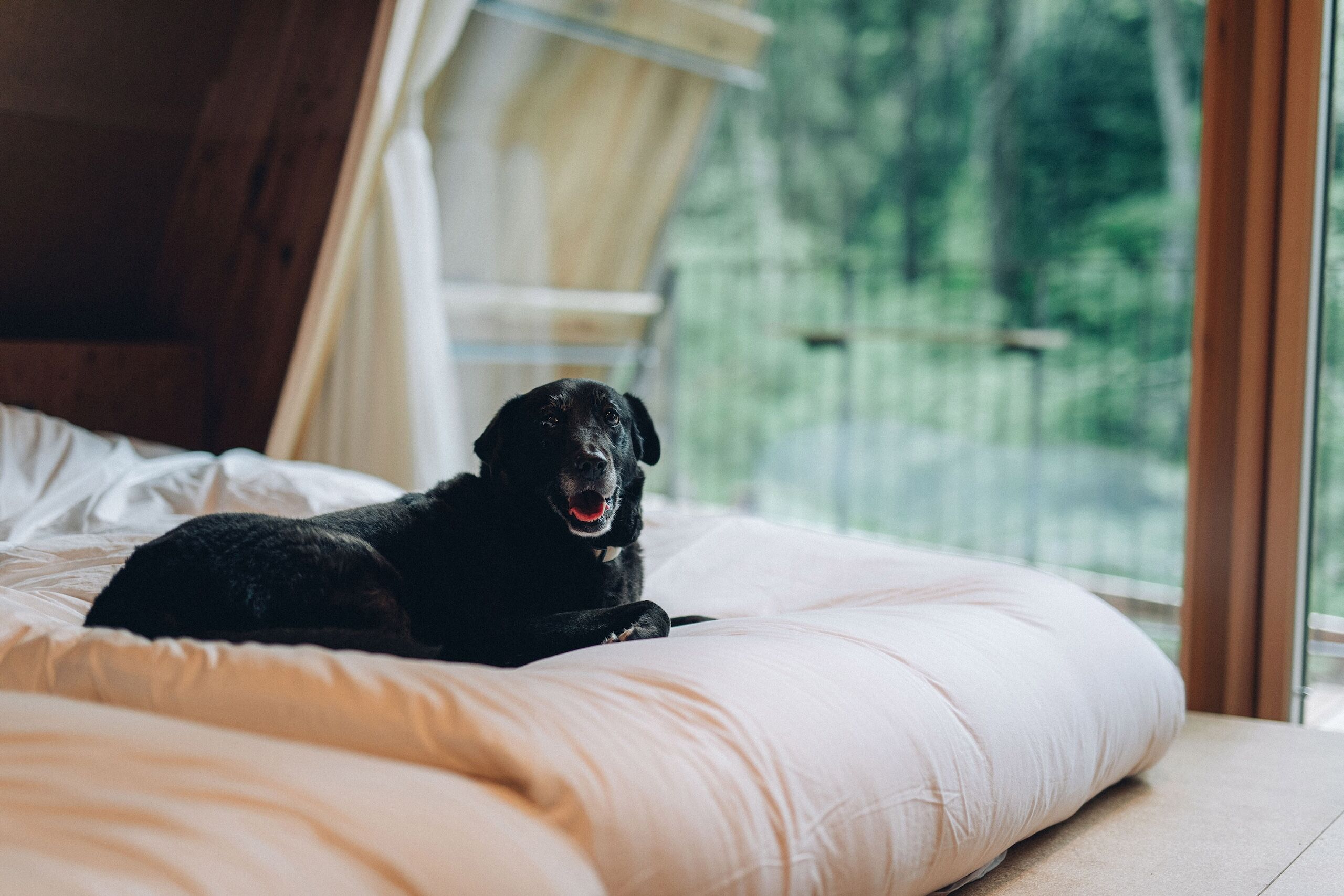 A black dog lying on a bed with a white pillow and a beige blanket.