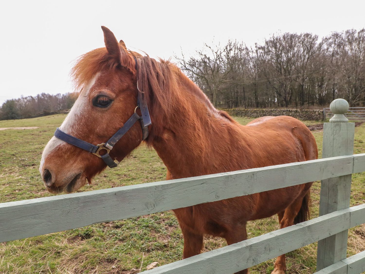A horse standing behind a wooden fence in a grassy field.