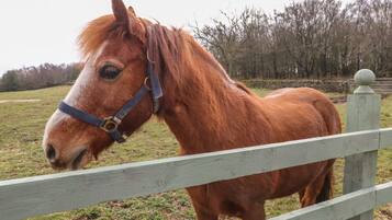 A horse standing behind a wooden fence in a grassy field.