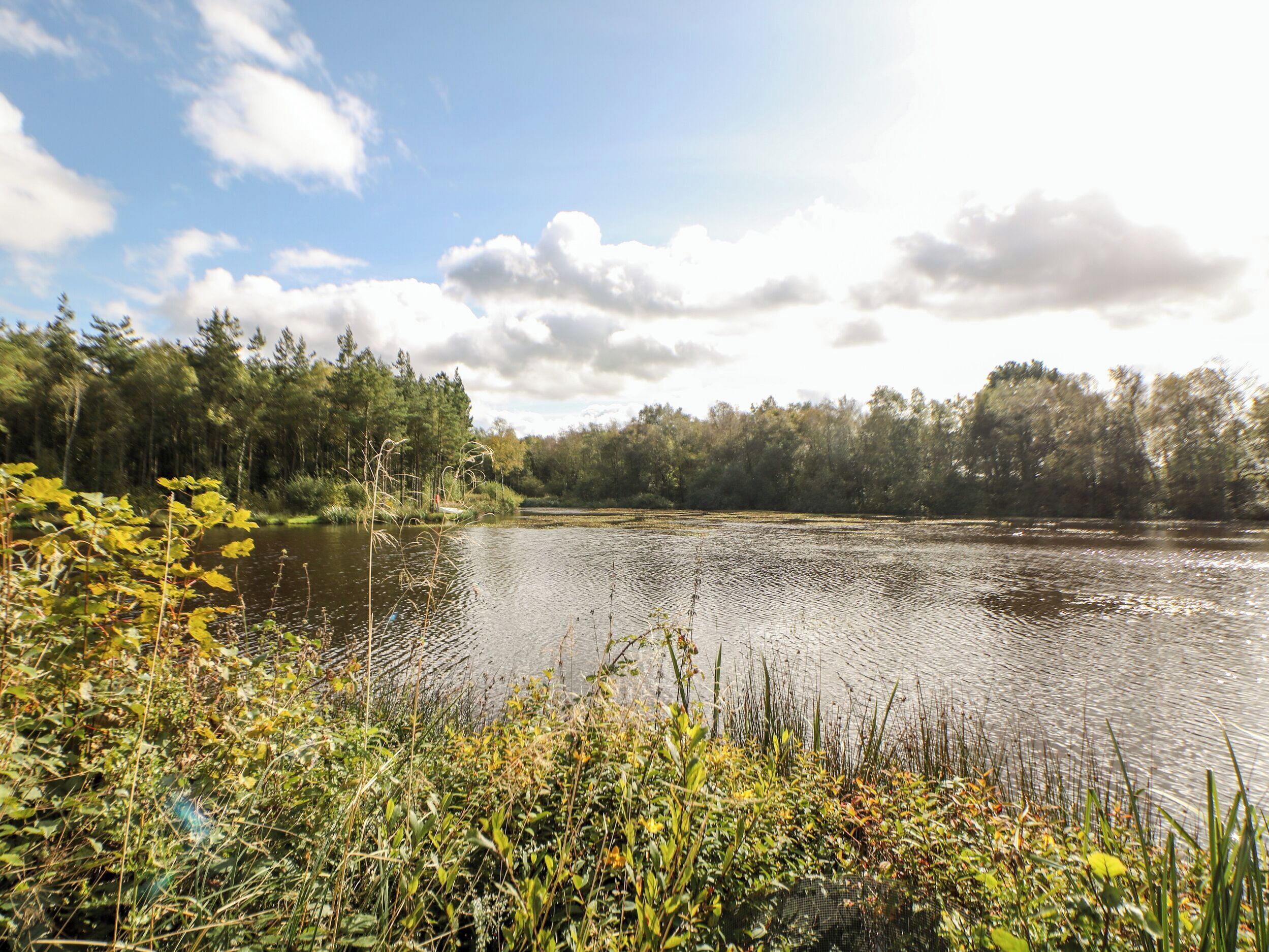 A calm lake surrounded by dense trees and lush greenery.