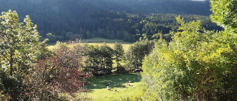 A rural landscape with a stone wall, a grassy field, and trees.