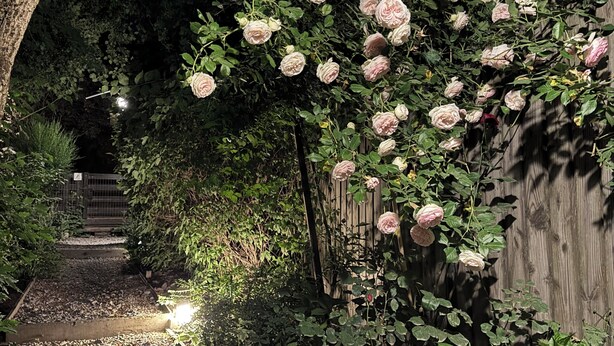 A garden pathway with gravel, surrounded by lush greenery and flowering plants, leading to a wooden gate. - Warm Montana Studio, Forest 1, 10' from downtown, (San Carlos de Bariloche)