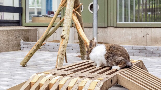 A rabbit on a wooden ramp outdoors. - 6 Person Holiday Home on a Holiday Park in Hanstholm (Hanstholm)