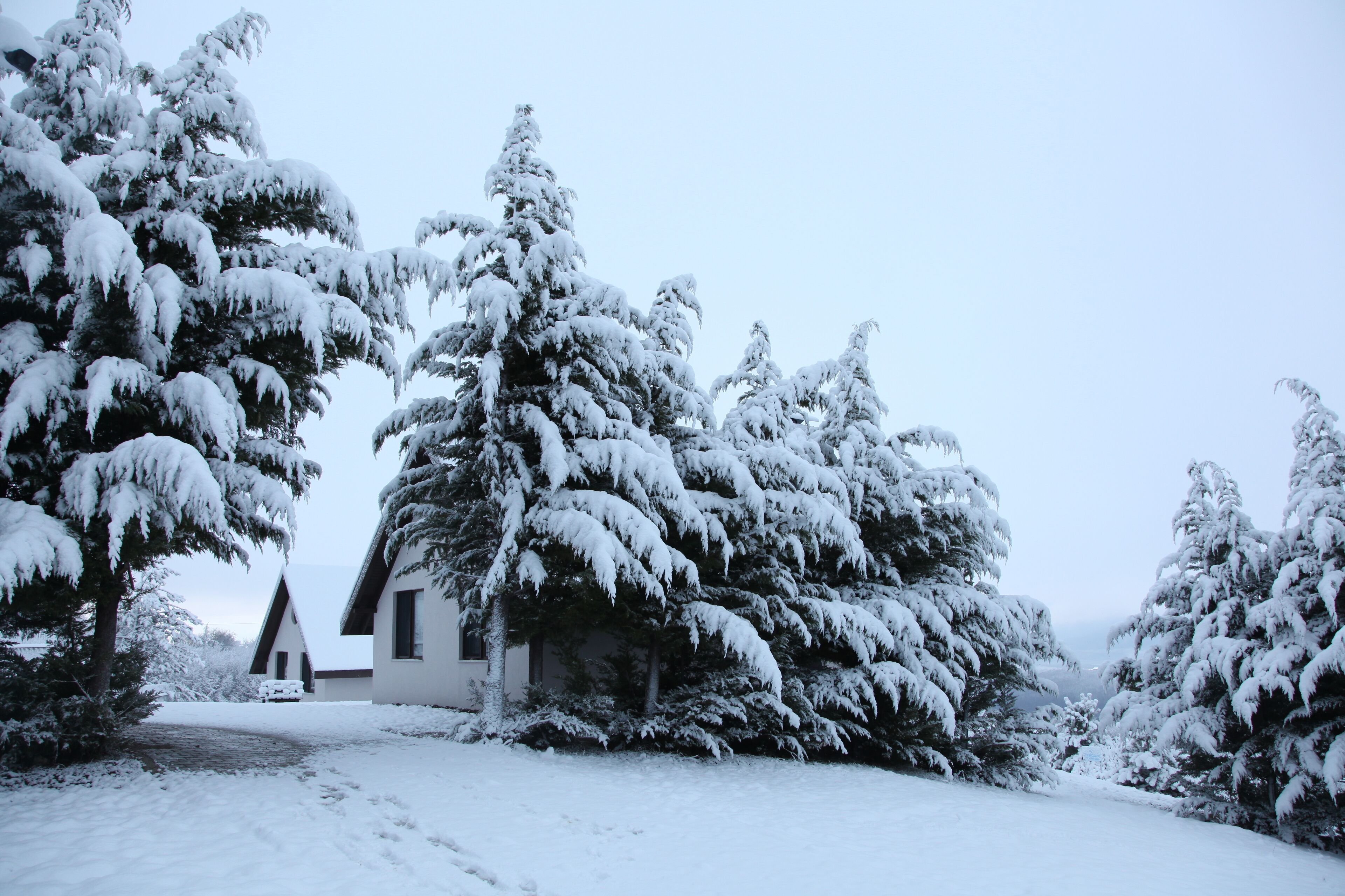 A snow-covered landscape with a house surrounded by trees.