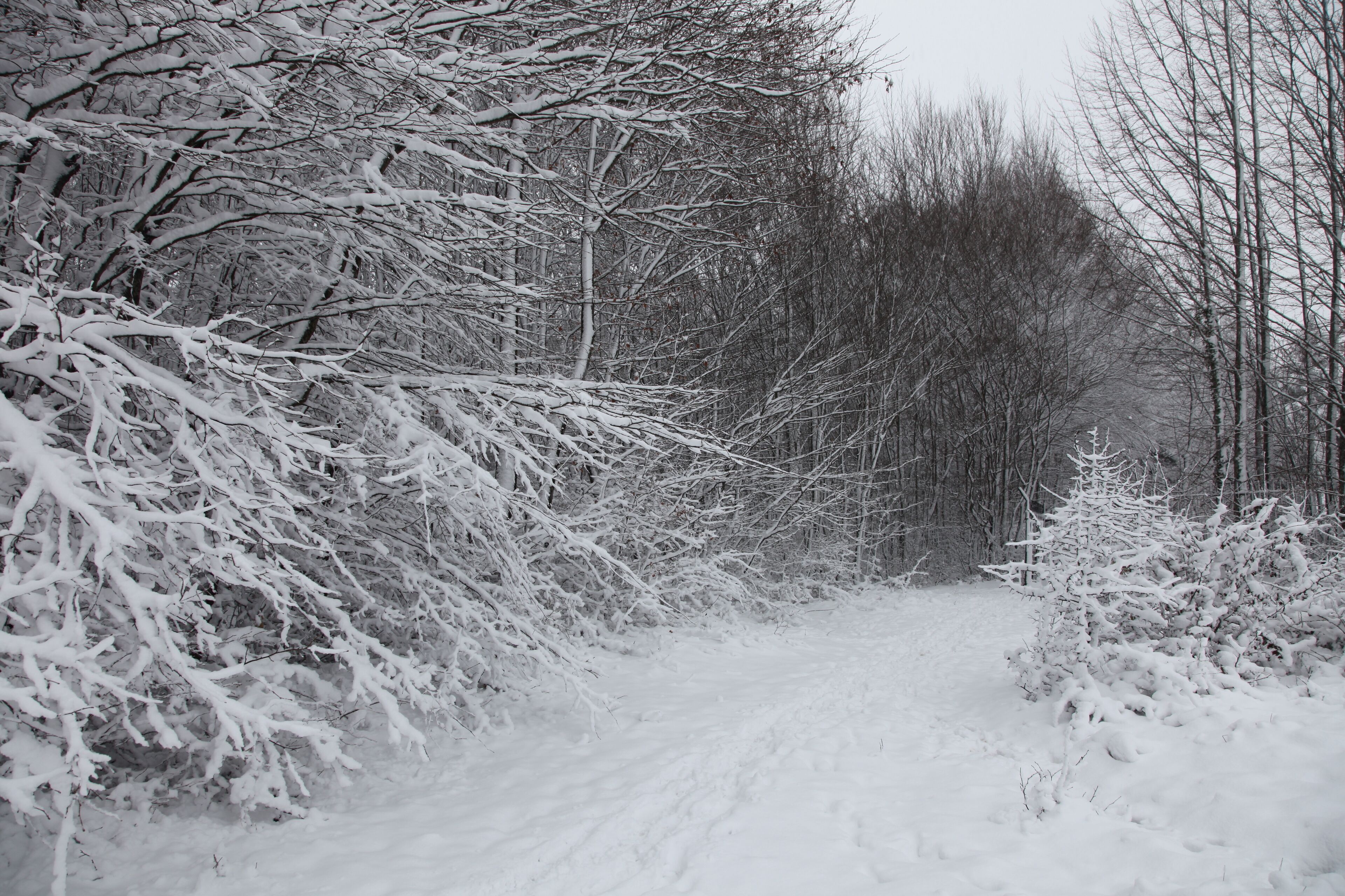 A snow-covered path in a forest.