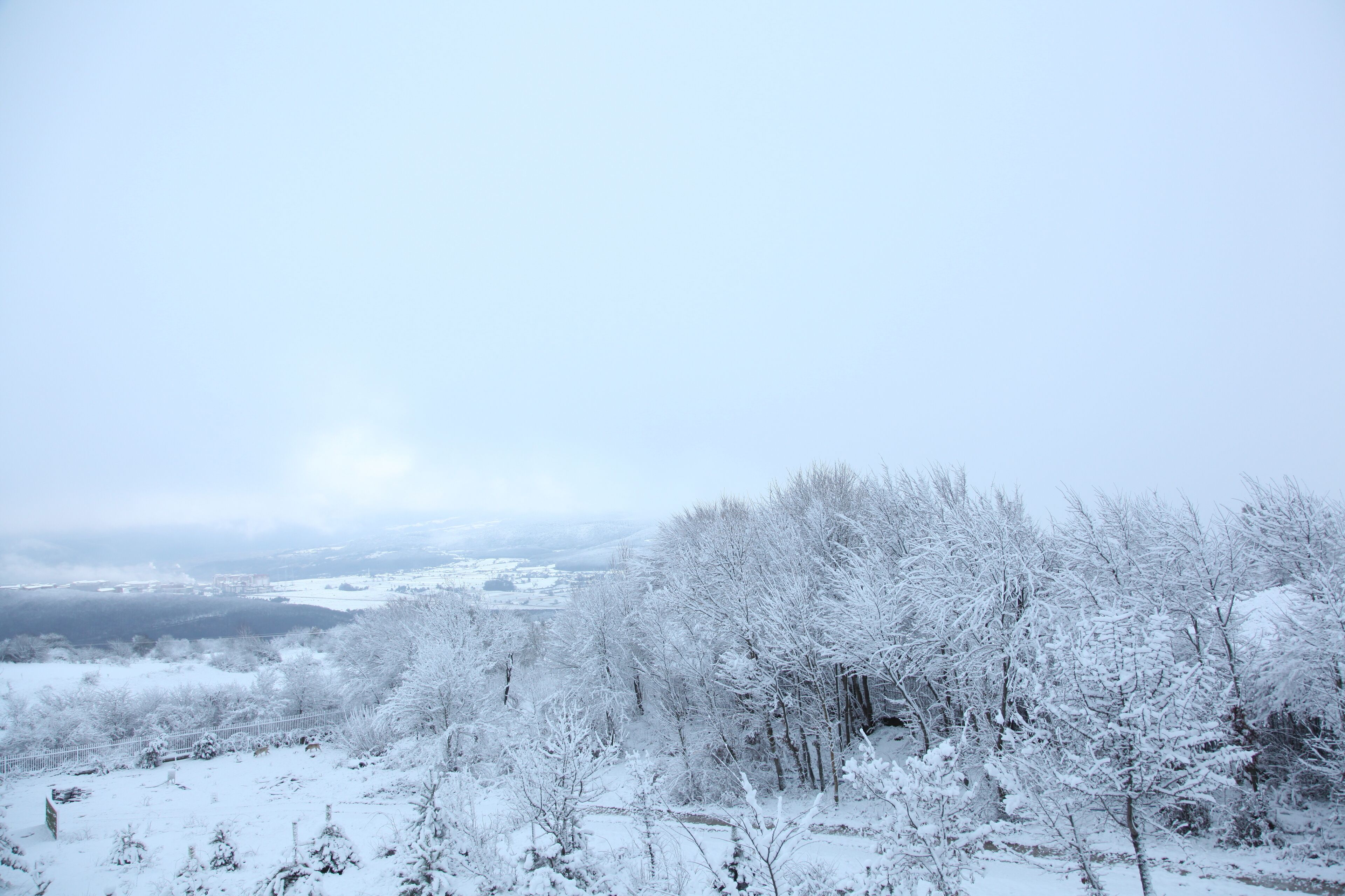 A snowy landscape with trees and a distant view of a town.