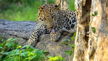 Un leopardo descansando sobre un saliente de piedra con follaje al fondo.