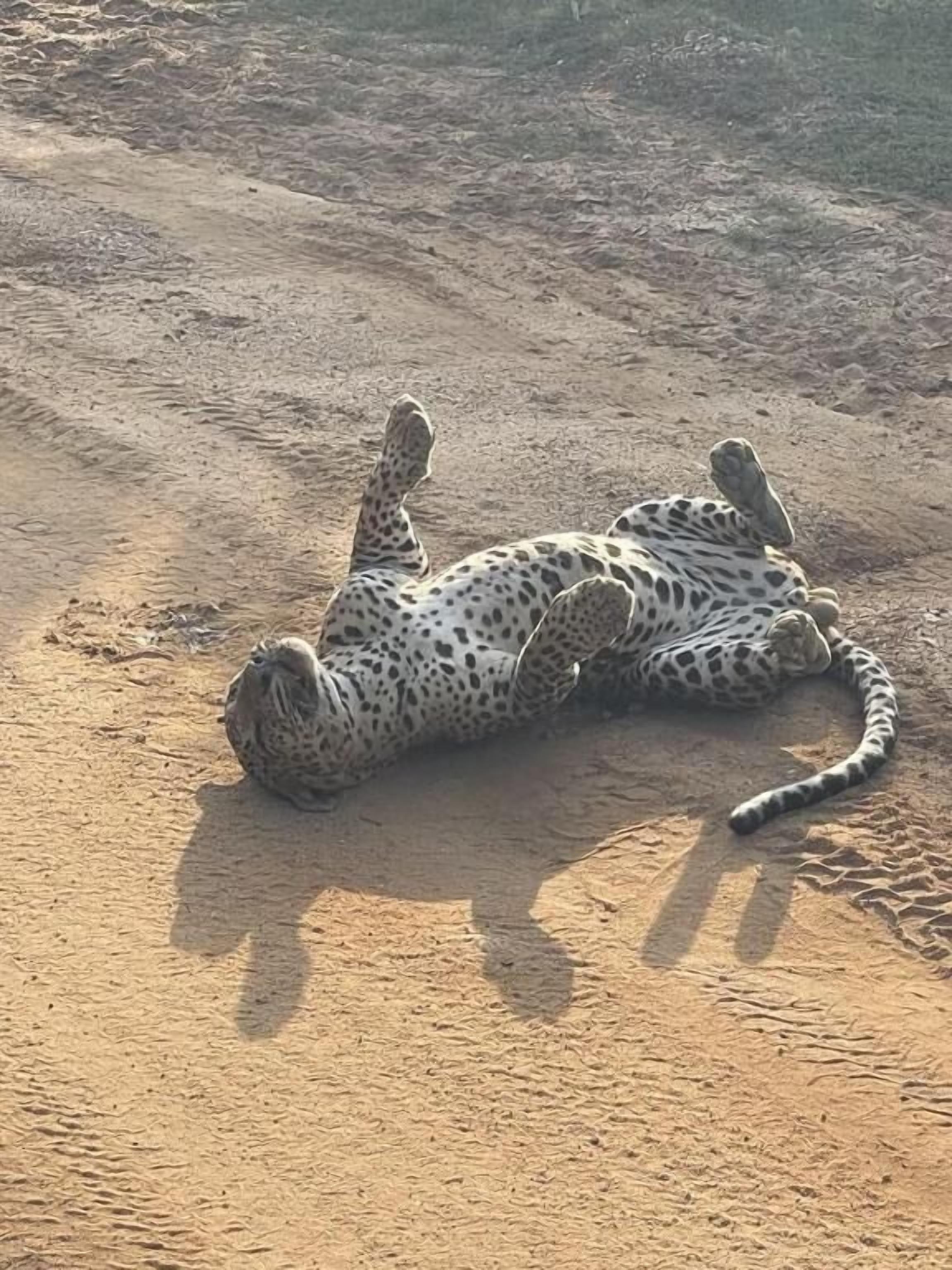 Un leopardo descansando sobre arena.