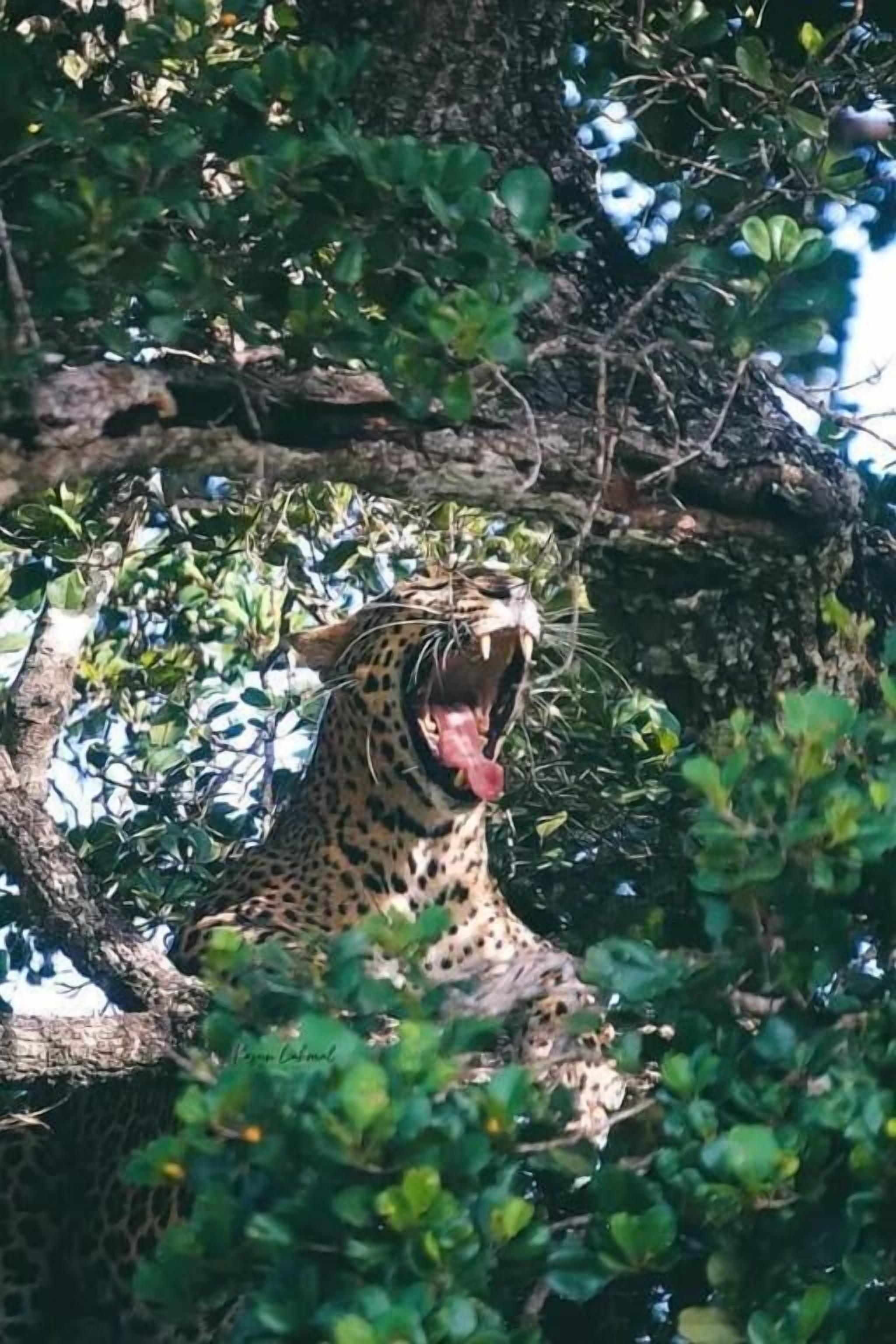 A leopard in a natural setting with dense foliage.