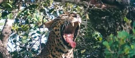 A leopard in a natural setting with dense foliage.