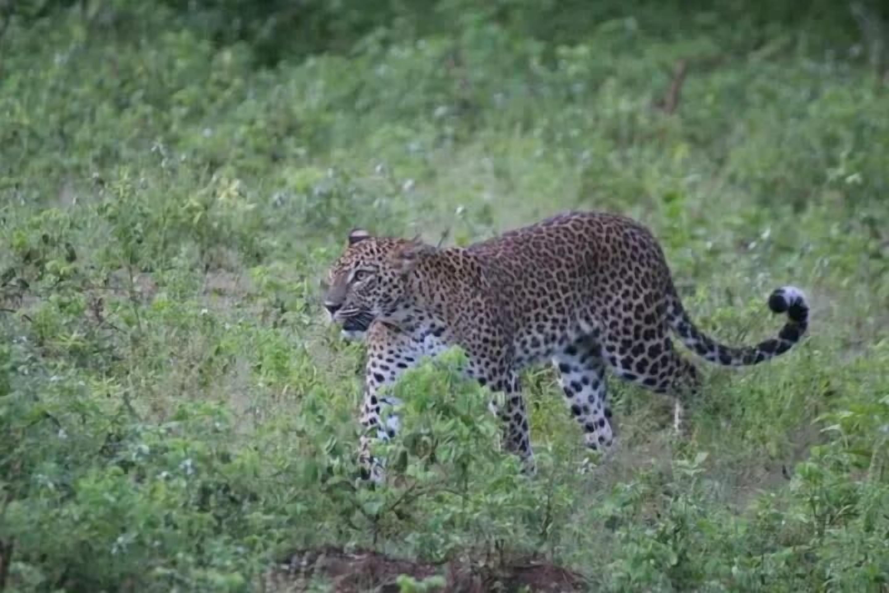 Safari