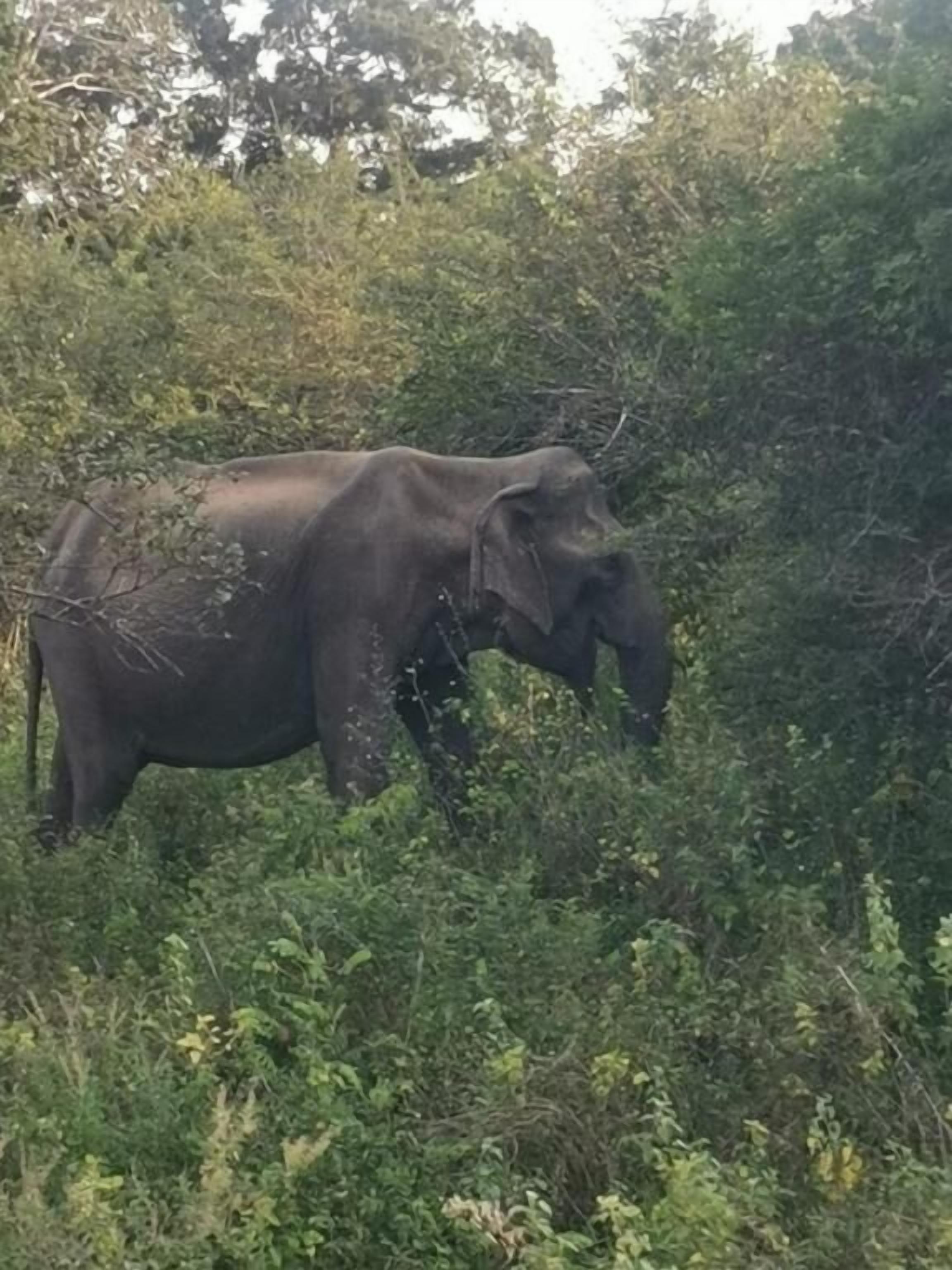 An elephant in a natural, dense green environment.