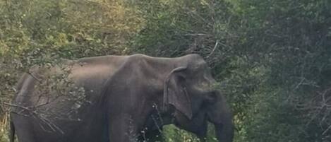 An elephant in a natural, dense green environment.