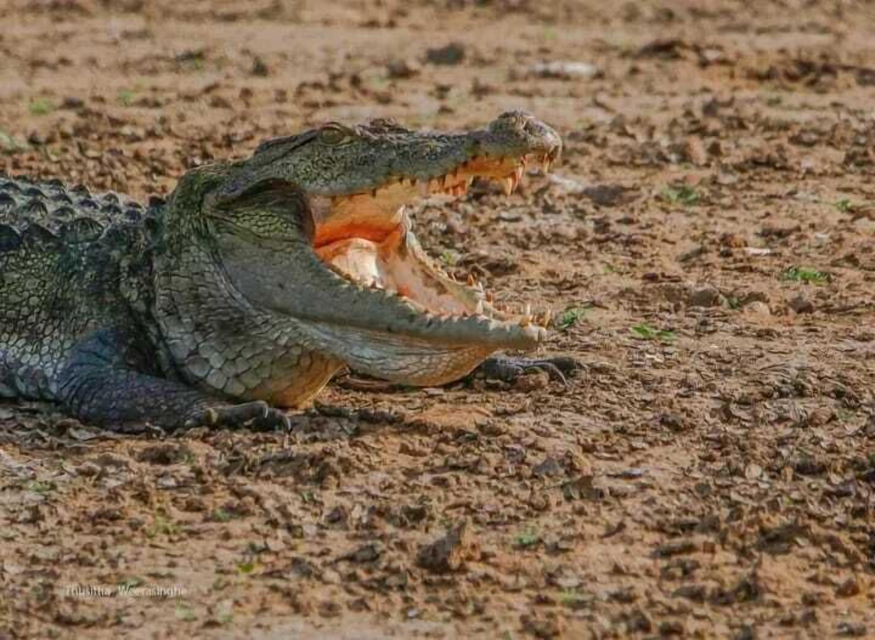 獵遊