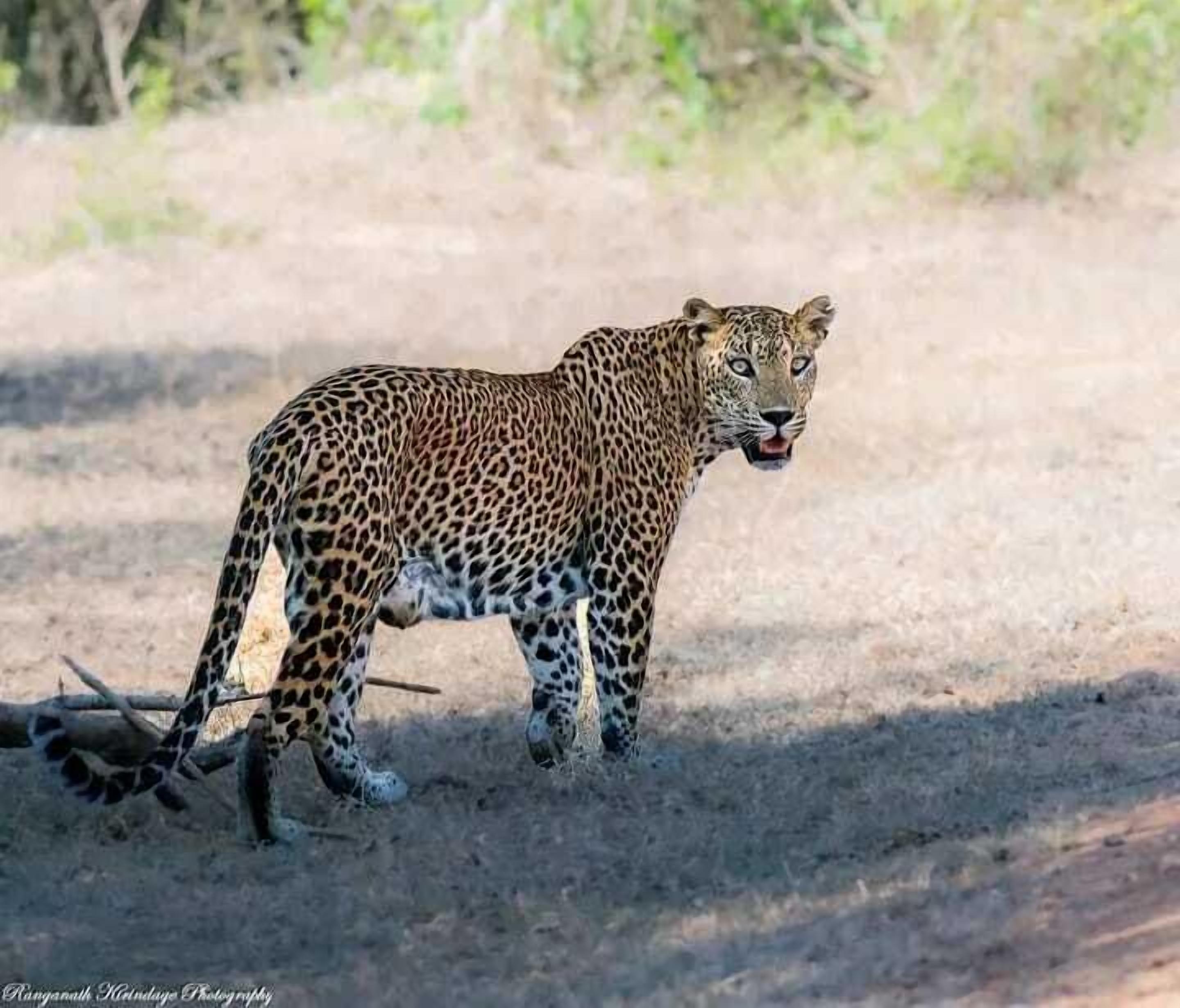 A leopard walking in a dry, grassy area.