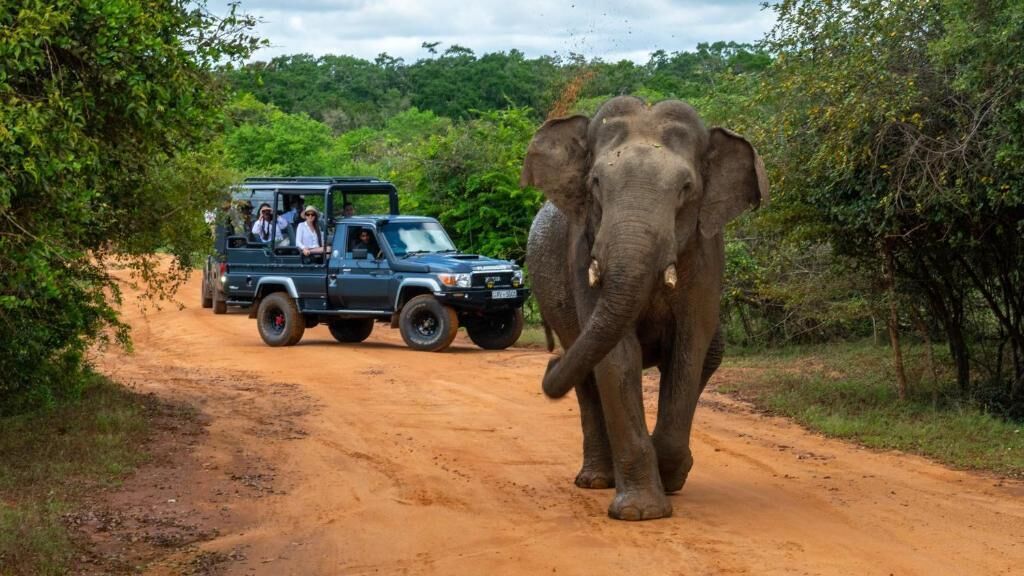 Un véhicule de safari sur une route de terre, avec un éléphant au premier plan.