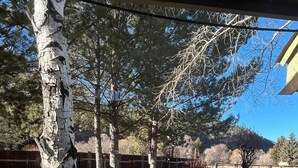 A backyard with a birch tree, a wooden fence, and a grassy area.