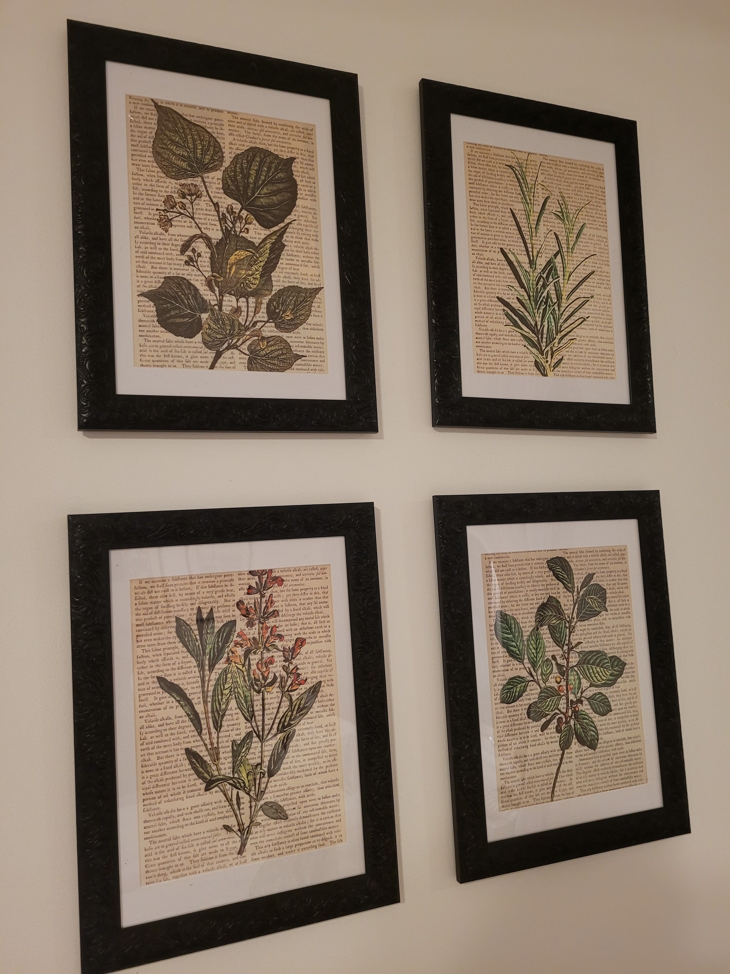 Cuatro ilustraciones botánicas enmarcadas en una pared.