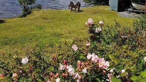 A grassy area with a lake, two horses, and a boat dock. - Lakeside House in picturesque Oughterard at the gateway to Connemara (Galway)