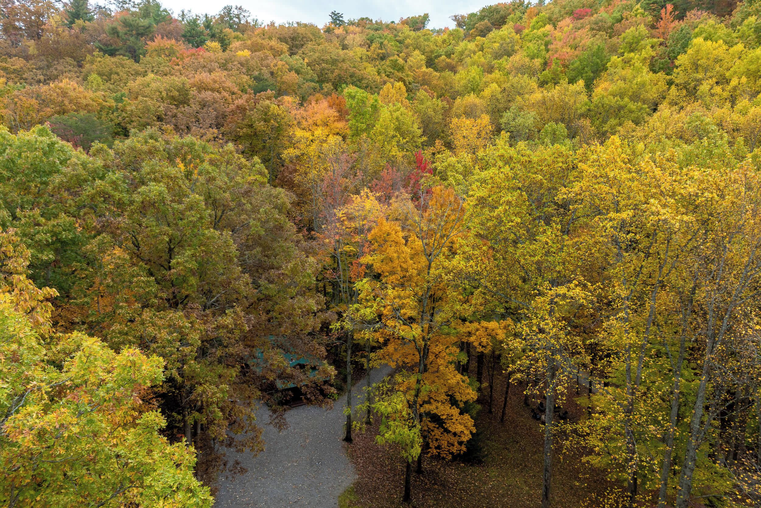 Un bosc dens amb una varietat d'arbres que mostren colors d'autumn.