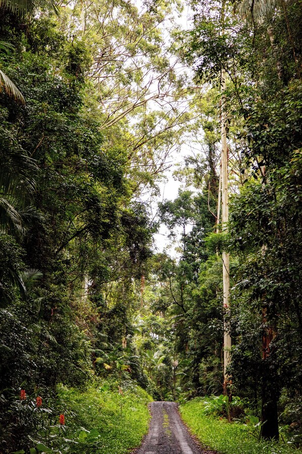 A narrow, unpaved road surrounded by dense, tropical vegetation. - Heritage Cabin | Clawfoot Bath in the Rainforest | Byron Bay Hinterland (Dorroughby)