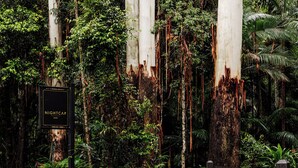 A signpost with 'NIGHTCAP RIDGE' written on it, surrounded by dense greenery and tall trees. - Rainforest Retreat | Fire, Stars & Birdsong | Byron Bay Hinterland (Dorroughby)