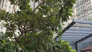 Exterior - Pandora's Nest  (Makati City)