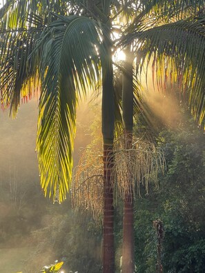 Miscellaneous - Rose Gum Cottage at Nightcap Ridge in the Byron Bay Hinterland. (Dorroughby)