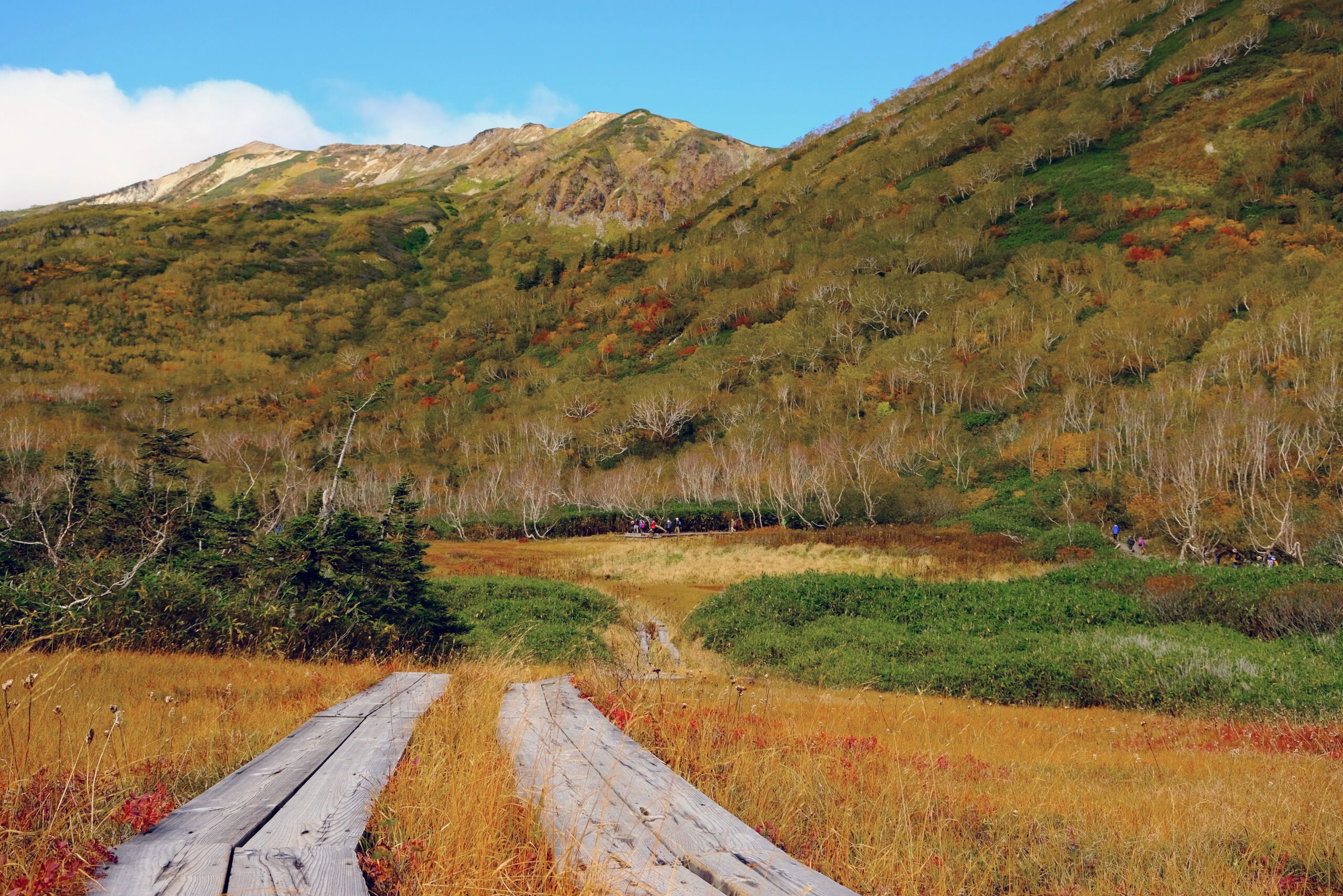 A wooden pathway leading through a natural landscape with a mountain in the background.