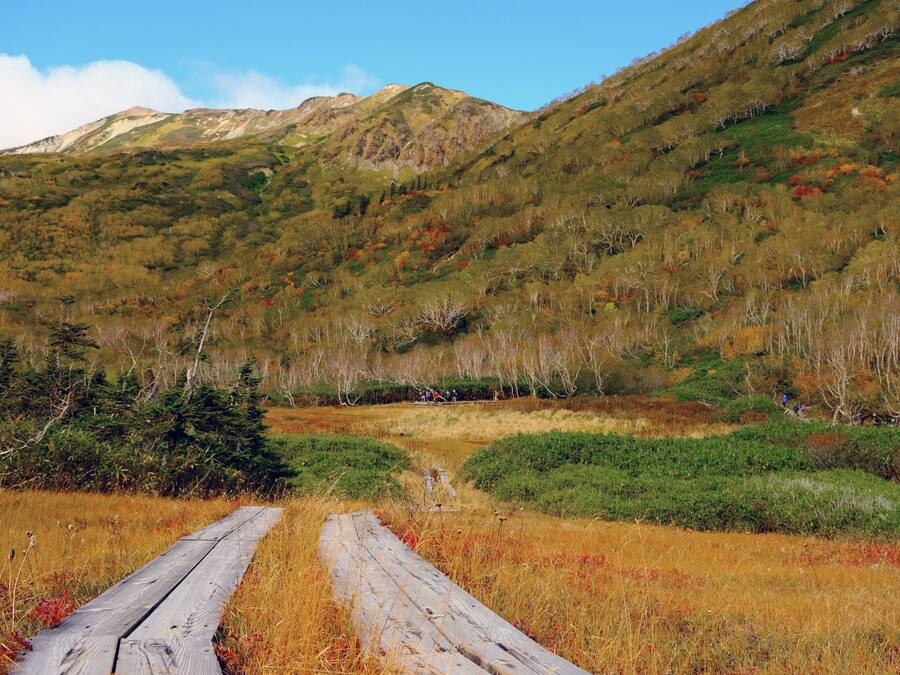 A wooden pathway leading through a natural landscape with a mountain in the background.